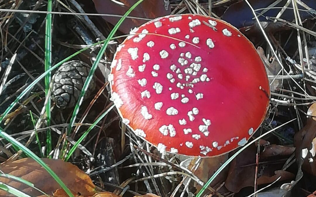 Wie begegnet man toxischen Vorgesetzten?